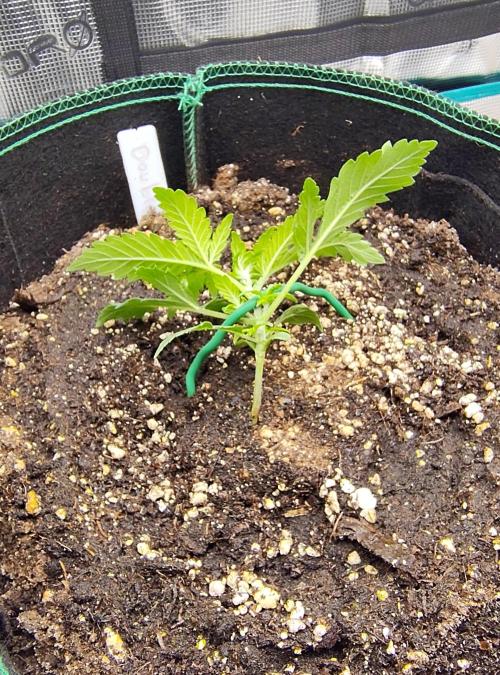 Double Banana Kush Fem. Week 2