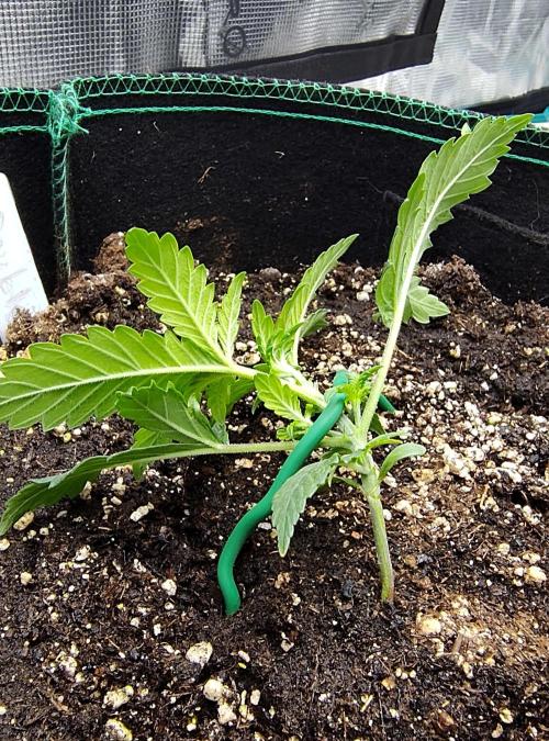 Double Banana Kush Fem. Week 2