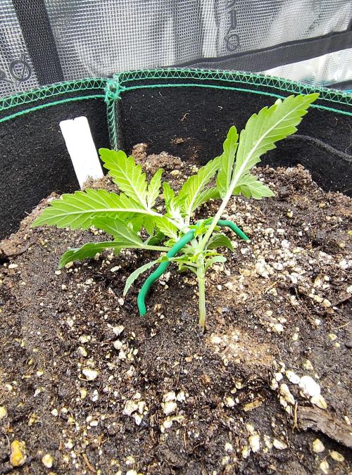 Grow Tent 120x60x180cm (4'x2'x6'). Week 2