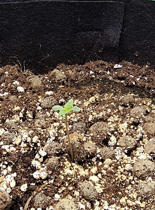 Sensi Seeds – Northern Lights (fem). Week 0