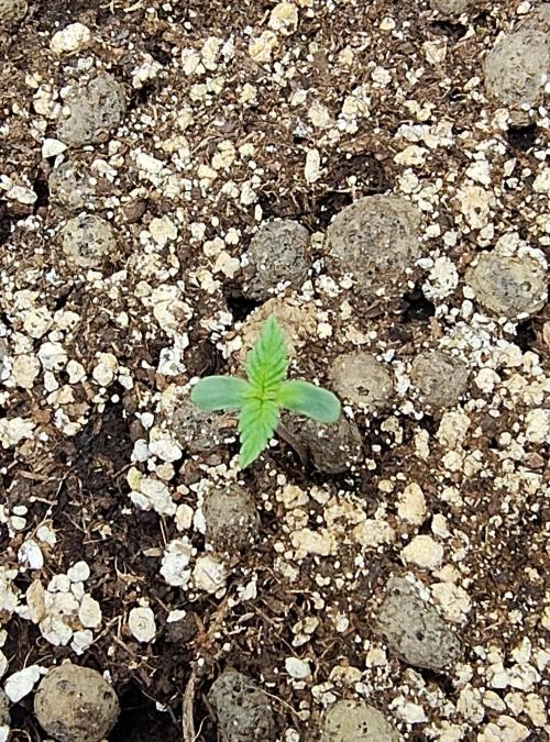 Sensi Seeds – Northern Lights (fem). Week 0
