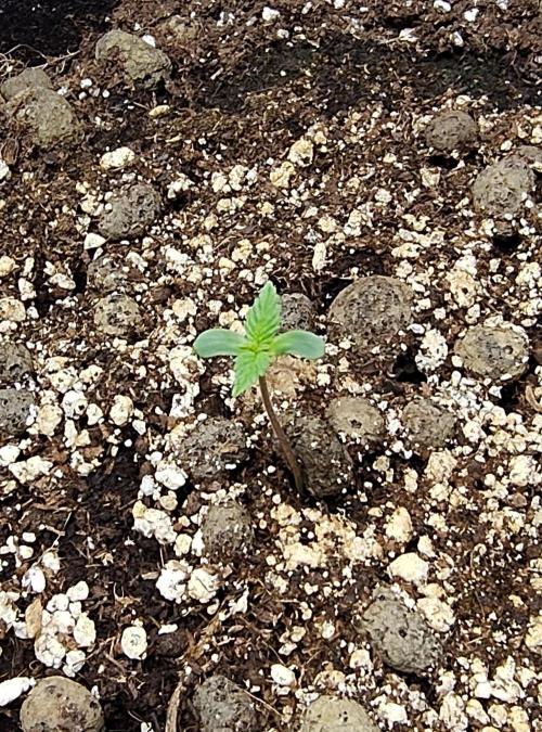 Sensi Seeds – Northern Lights (fem). Week 0