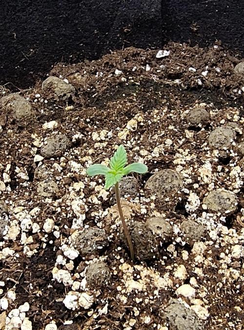 Sensi Seeds – Northern Lights (fem). Week 0