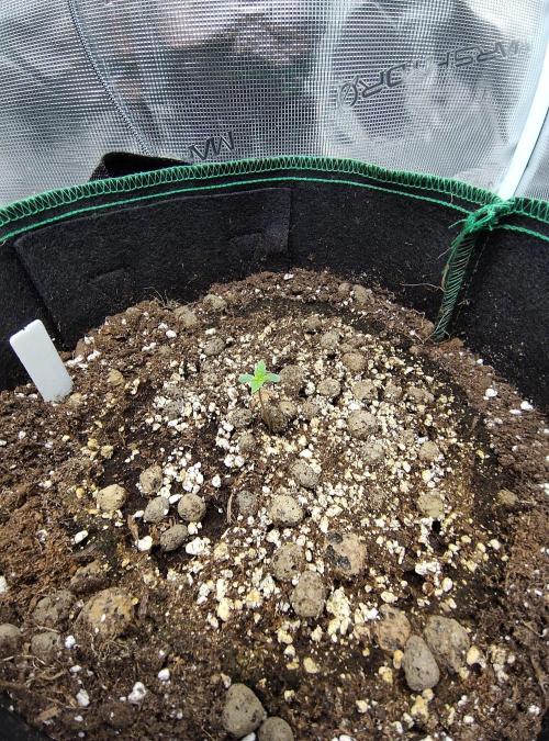 Sensi Seeds – Northern Lights (fem). Week 0