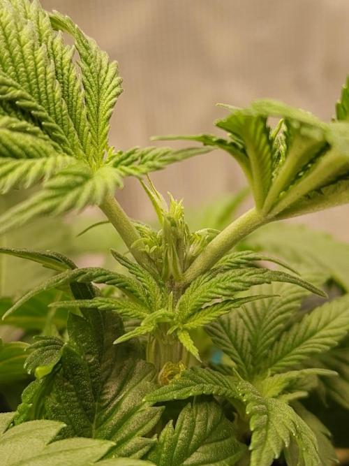 Black Domina Feminized – Sensi Seeds. Week 5