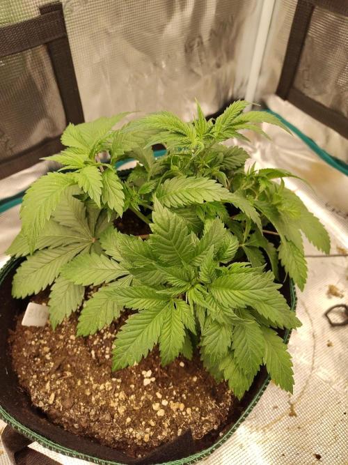 Black Domina Feminized – Sensi Seeds. Week 5