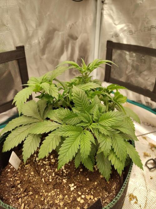 Black Domina Feminized – Sensi Seeds. Week 5