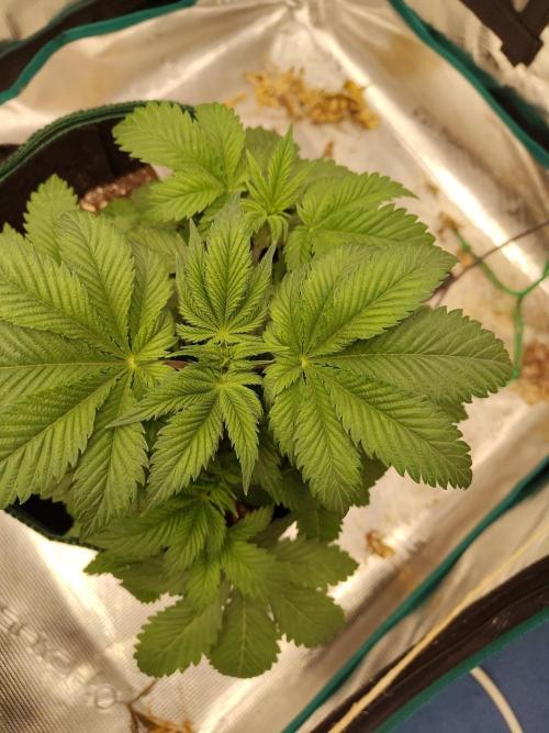 Black Domina Feminized – Sensi Seeds. Week 5
