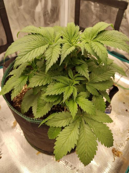 Black Domina Feminized – Sensi Seeds. Week 5