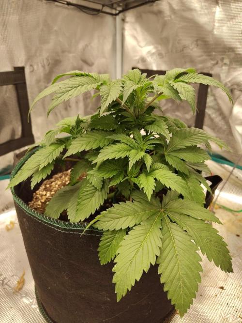 Black Domina Feminized – Sensi Seeds. Week 5