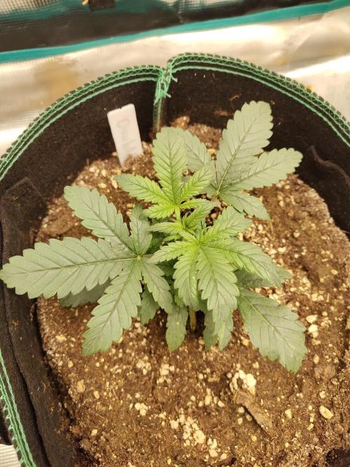 Double Banana Kush Fem. Week 3