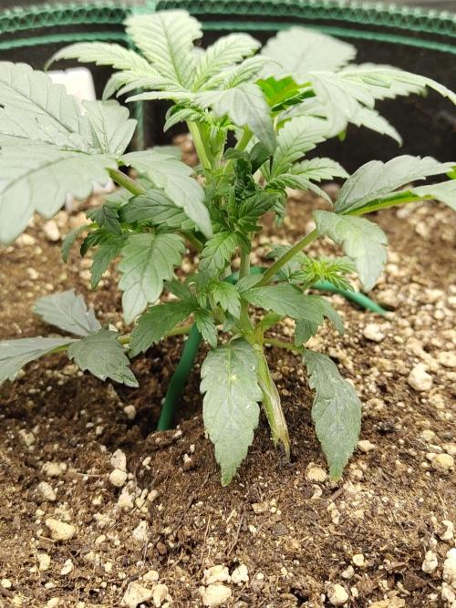 Double Banana Kush Fem. Week 3