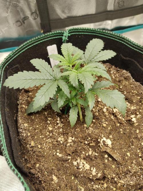 Double Banana Kush Fem. Week 3