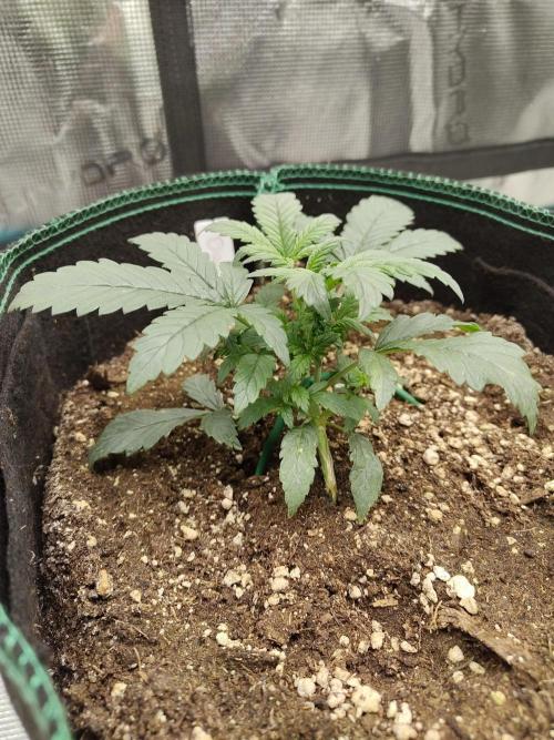 Grow Tent 120x60x180cm (4'x2'x6'). Week 3