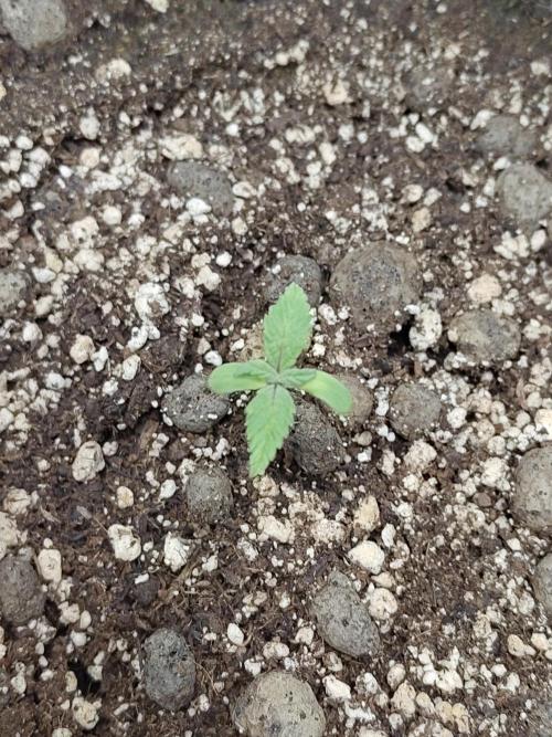 Sensi Seeds – Northern Lights (fem). Week 1