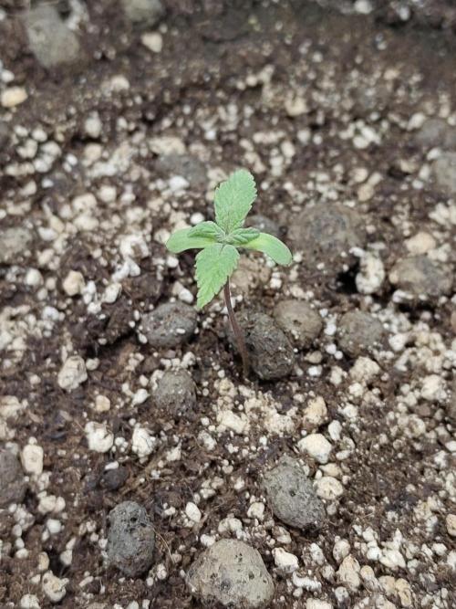 Sensi Seeds – Northern Lights (fem). Week 1