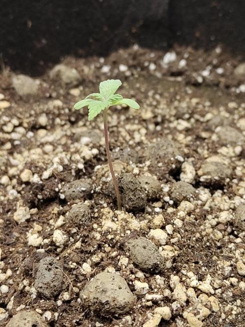 Sensi Seeds – Northern Lights (fem). Week 1