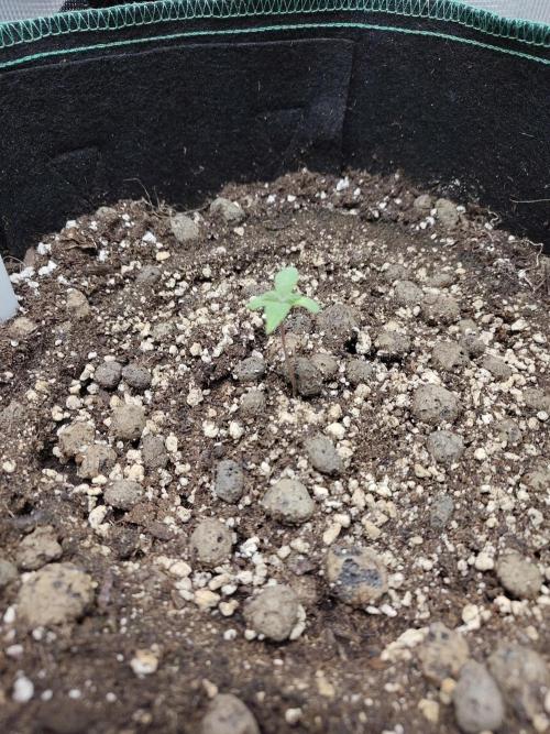 Sensi Seeds – Northern Lights (fem). Week 1