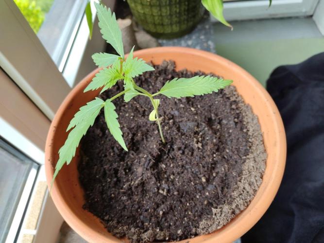 Fast Buds – Mexican Airlines Automatic. Week 3