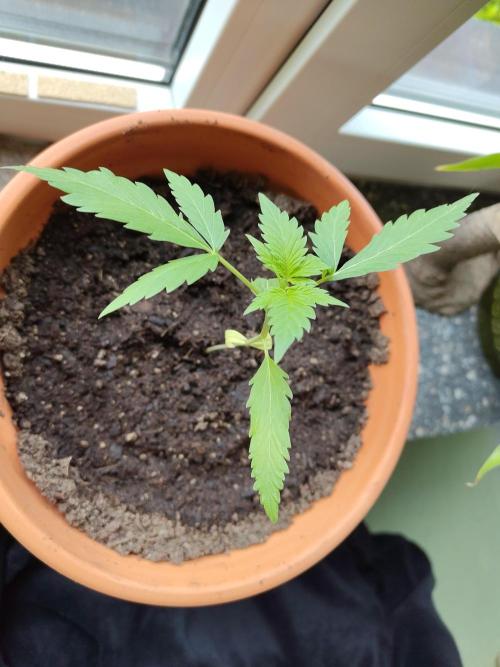 Fast Buds – Mexican Airlines Automatic. Week 3