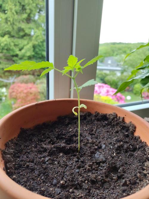 Fast Buds – Mexican Airlines Automatic. Week 3