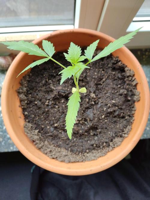 Fast Buds – Mexican Airlines Automatic. Week 3