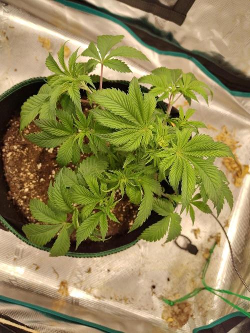 Black Domina Feminized – Sensi Seeds. Week 5