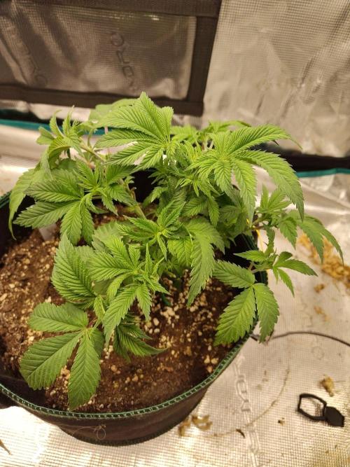 Black Domina Feminized – Sensi Seeds. Week 5