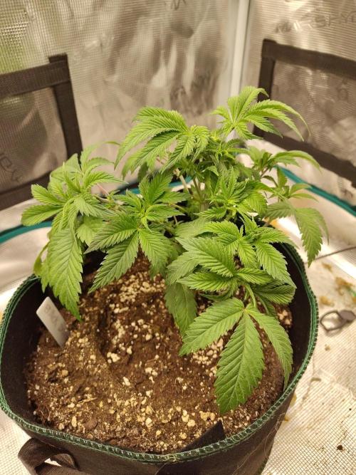 Black Domina Feminized – Sensi Seeds. Week 5