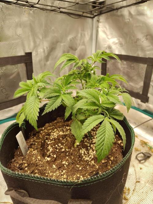 Black Domina Feminized – Sensi Seeds. Week 5