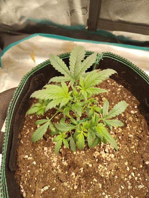 Double Banana Kush Fem. Week 4