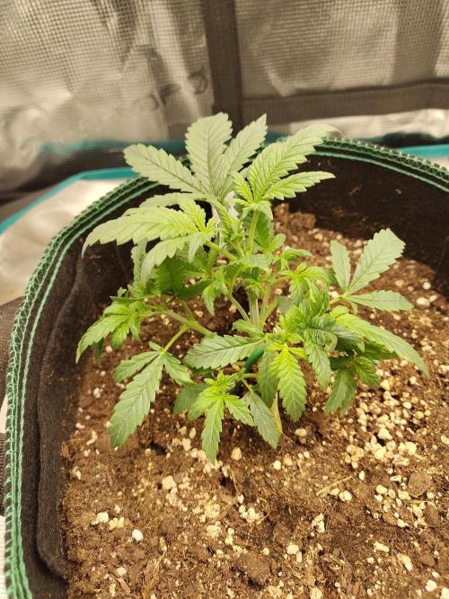 Double Banana Kush Fem. Week 4