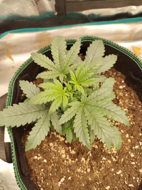 Double Banana Kush Fem. Week 4