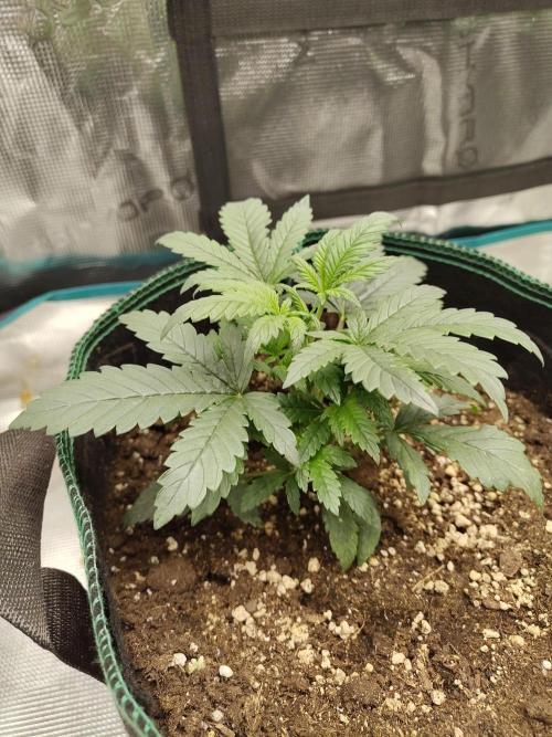 Double Banana Kush Fem. Week 4
