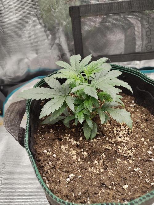 Grow Tent 120x60x180cm (4'x2'x6'). Week 4