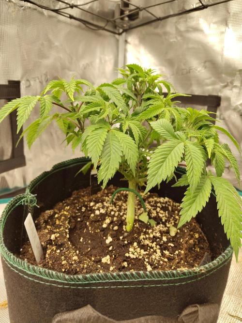 Black Domina Feminized – Sensi Seeds. Week 6