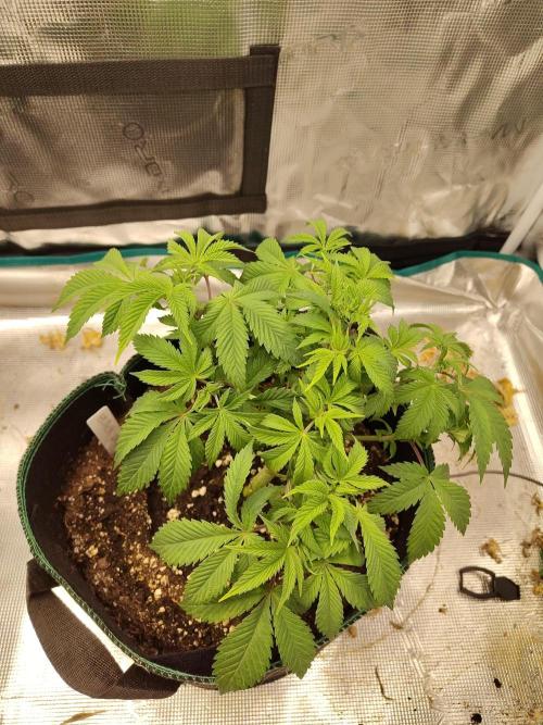 Black Domina Feminized – Sensi Seeds. Week 6