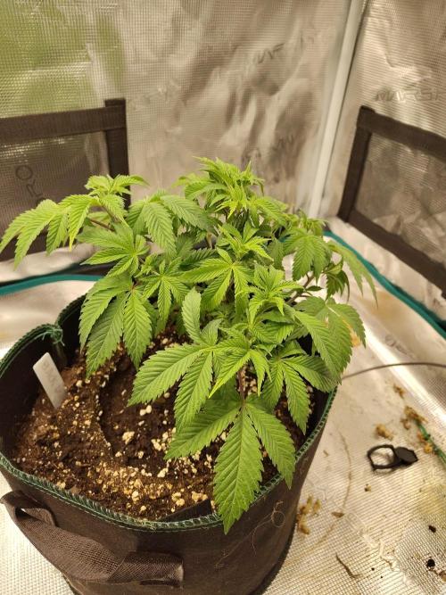 Black Domina Feminized – Sensi Seeds. Week 6