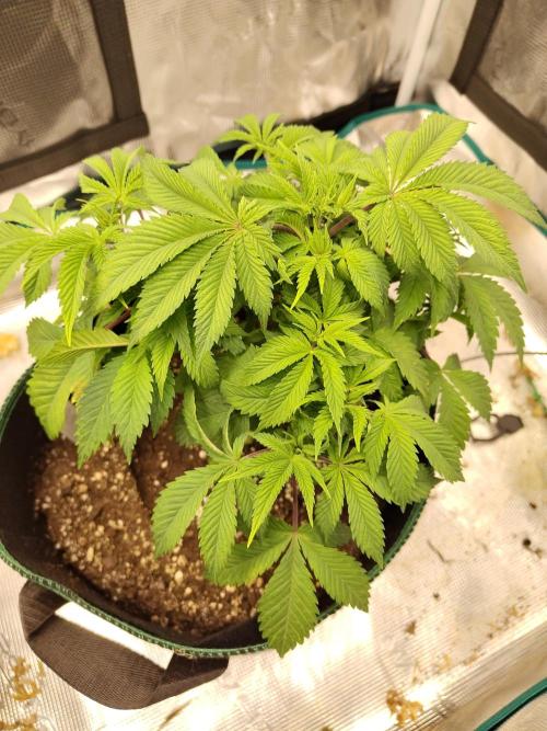 Black Domina Feminized – Sensi Seeds. Week 6