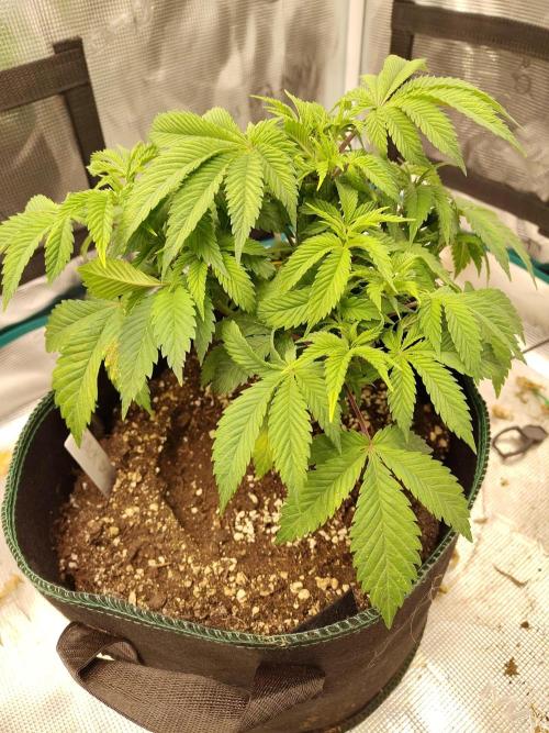Black Domina Feminized – Sensi Seeds. Week 6