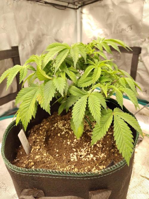 Black Domina Feminized – Sensi Seeds. Week 6