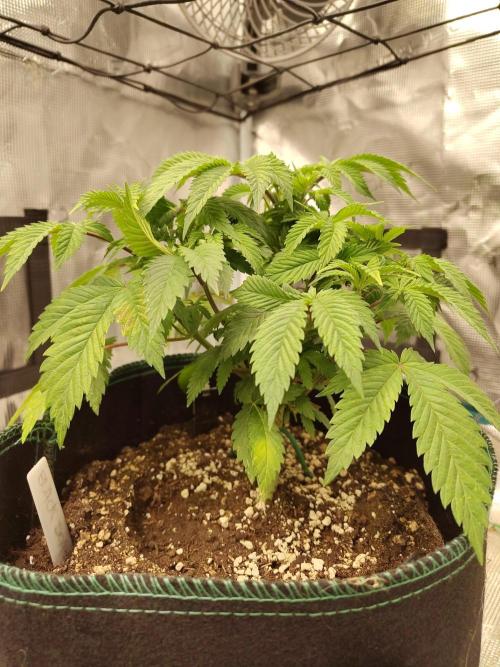 Black Domina Feminized – Sensi Seeds. Week 6