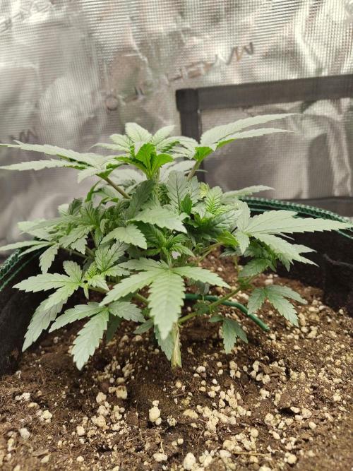 Double Banana Kush Fem. Week 5
