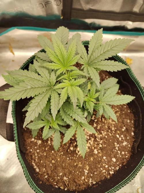 Double Banana Kush Fem. Week 5
