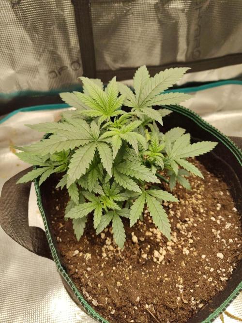 Double Banana Kush Fem. Week 5