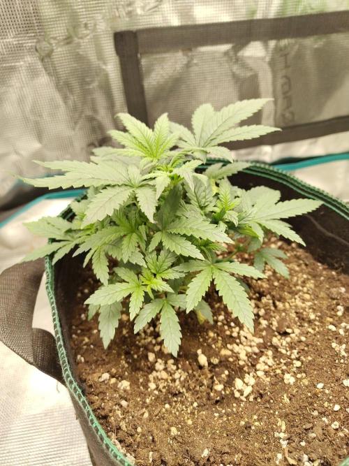 Grow Tent 120x60x180cm (4'x2'x6'). Week 5