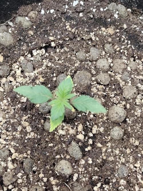 Sensi Seeds – Northern Lights (fem). Week 2