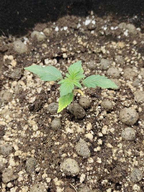Sensi Seeds – Northern Lights (fem). Week 2