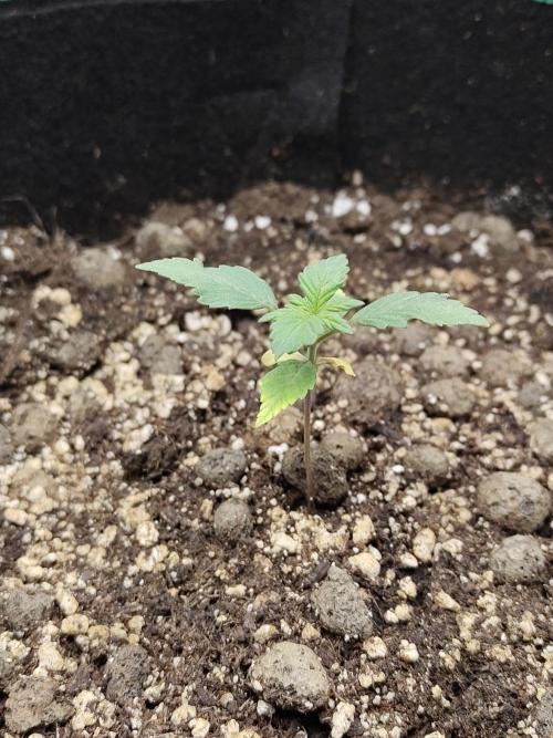 Sensi Seeds – Northern Lights (fem). Week 2