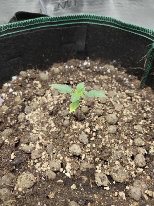 Sensi Seeds – Northern Lights (fem). Week 2